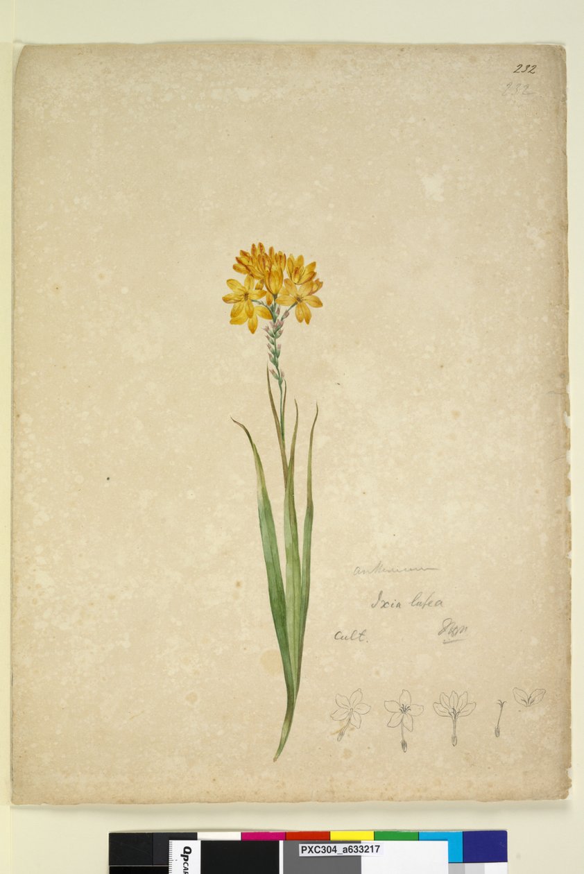 232. oldal. Ixia lutea, c.1803-06 (wc, toll, tinta és ceruza) alkotó: John William Lewin