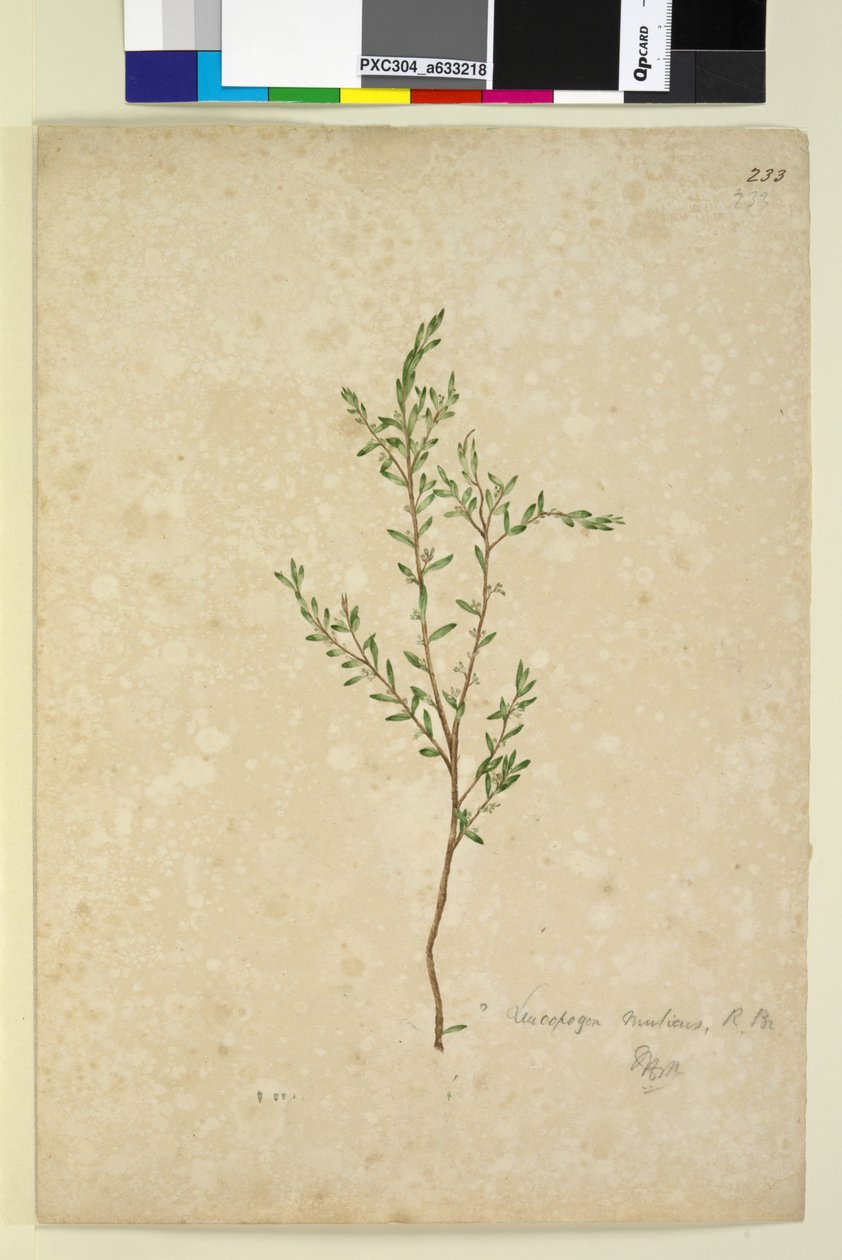 233. oldal Leucopogon, c.1803-06 (wc, toll, tinta és ceruza) alkotó: John William Lewin