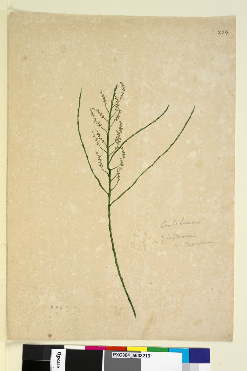 234. oldal Leptomeria, c.1803-06 (wc, toll, tinta és ceruza) alkotó: John William Lewin