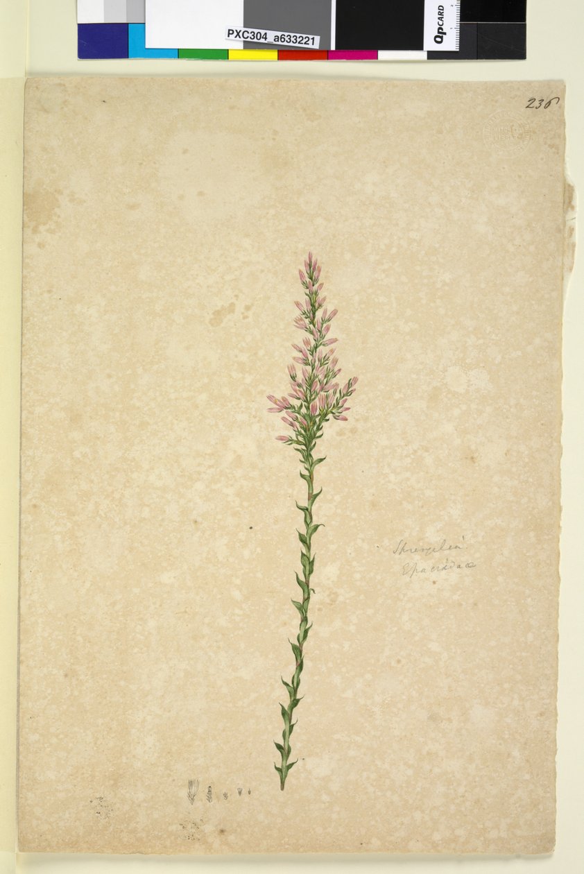 236. oldal Sprengelia, c.1803-06 (wc, toll, tinta és ceruza) alkotó: John William Lewin