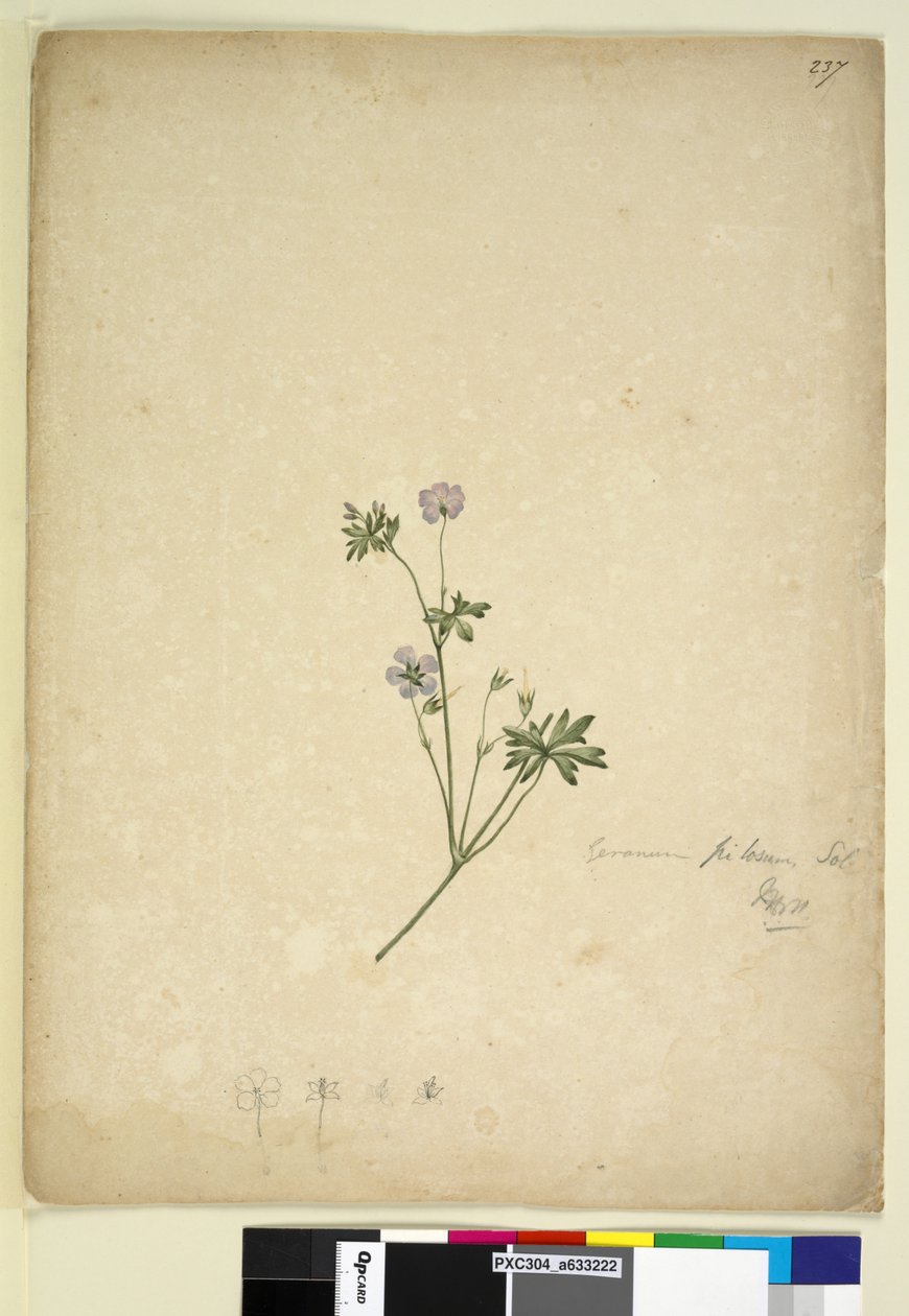 237. oldal Geranium pilosum, c.1803-06 (wc, toll, tinta és ceruza) alkotó: John William Lewin