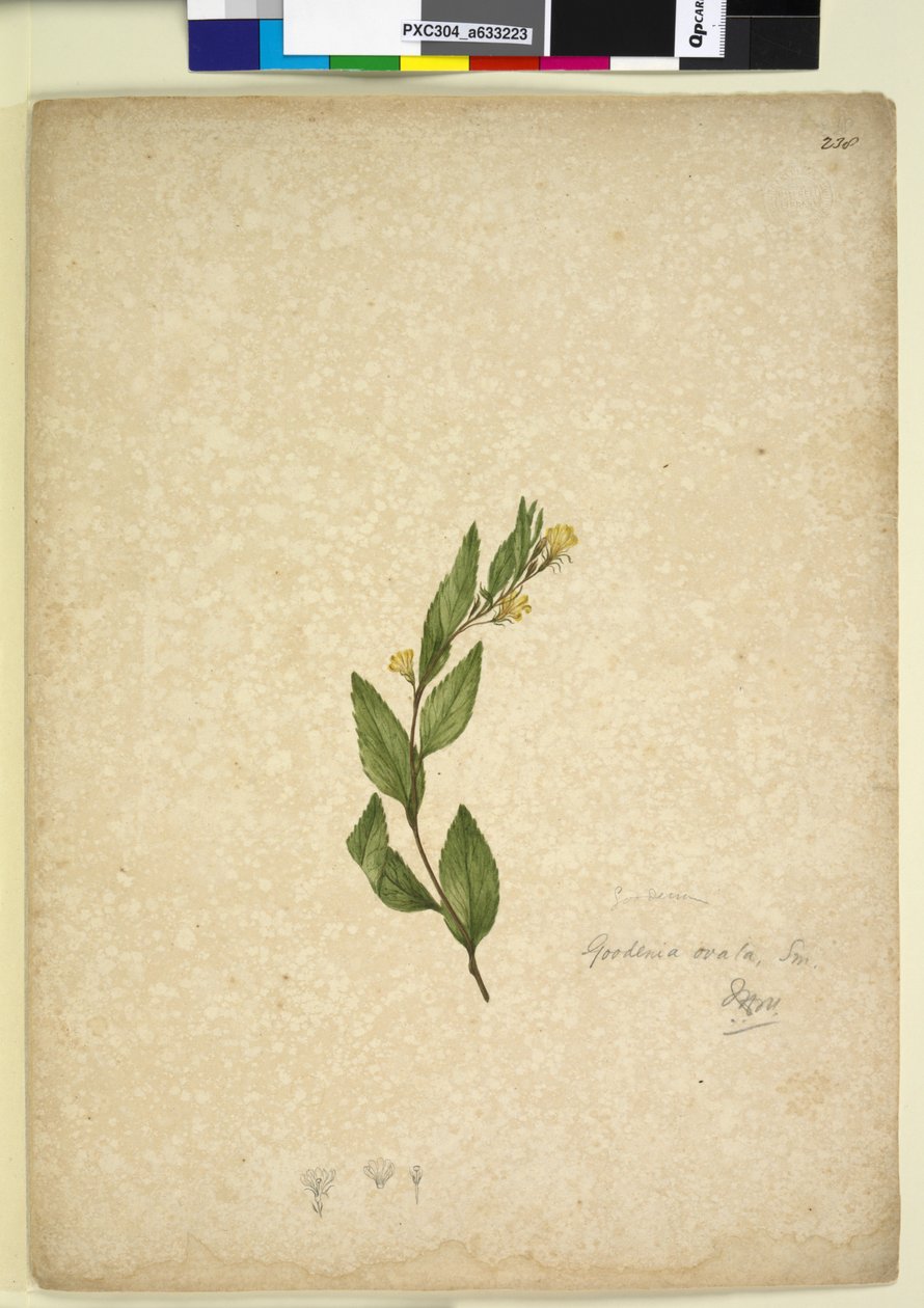 238. oldal Goodenia ovata, c.1803-06 (wc, toll, tinta és ceruza) alkotó: John William Lewin