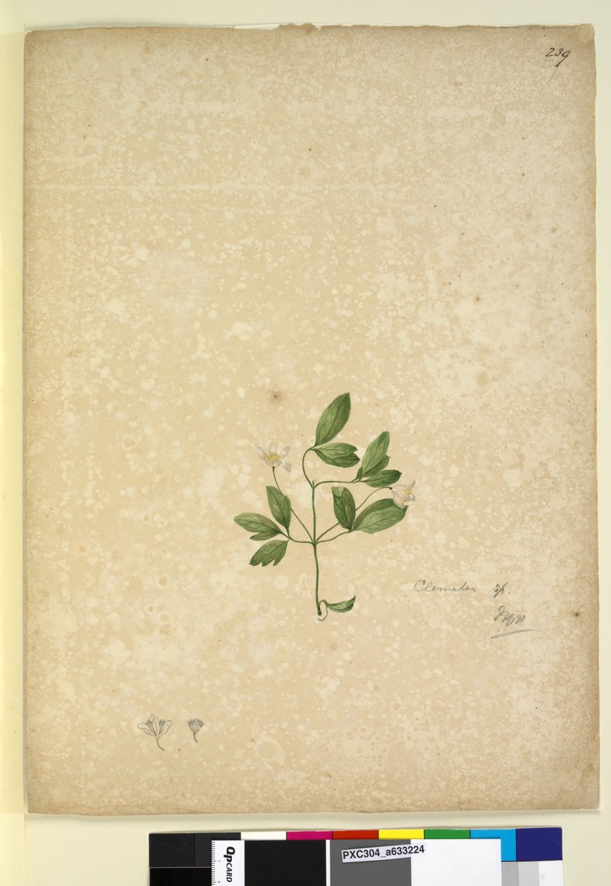 239. oldal Clematis, c.1803-06 (wc, toll, tinta és ceruza) alkotó: John William Lewin