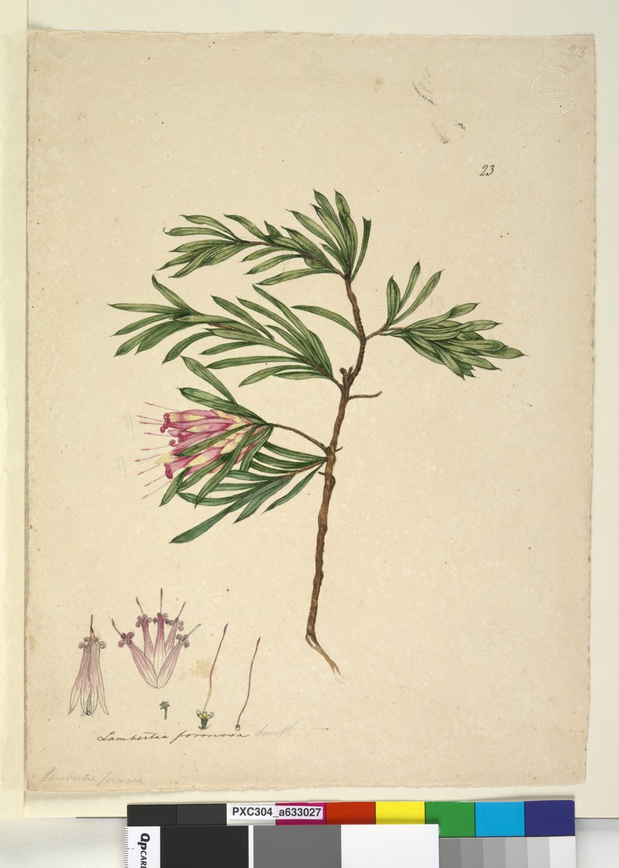 23. oldal Lambertia formosa, c.1803-06 (wc, toll, tinta és ceruza) alkotó: John William Lewin