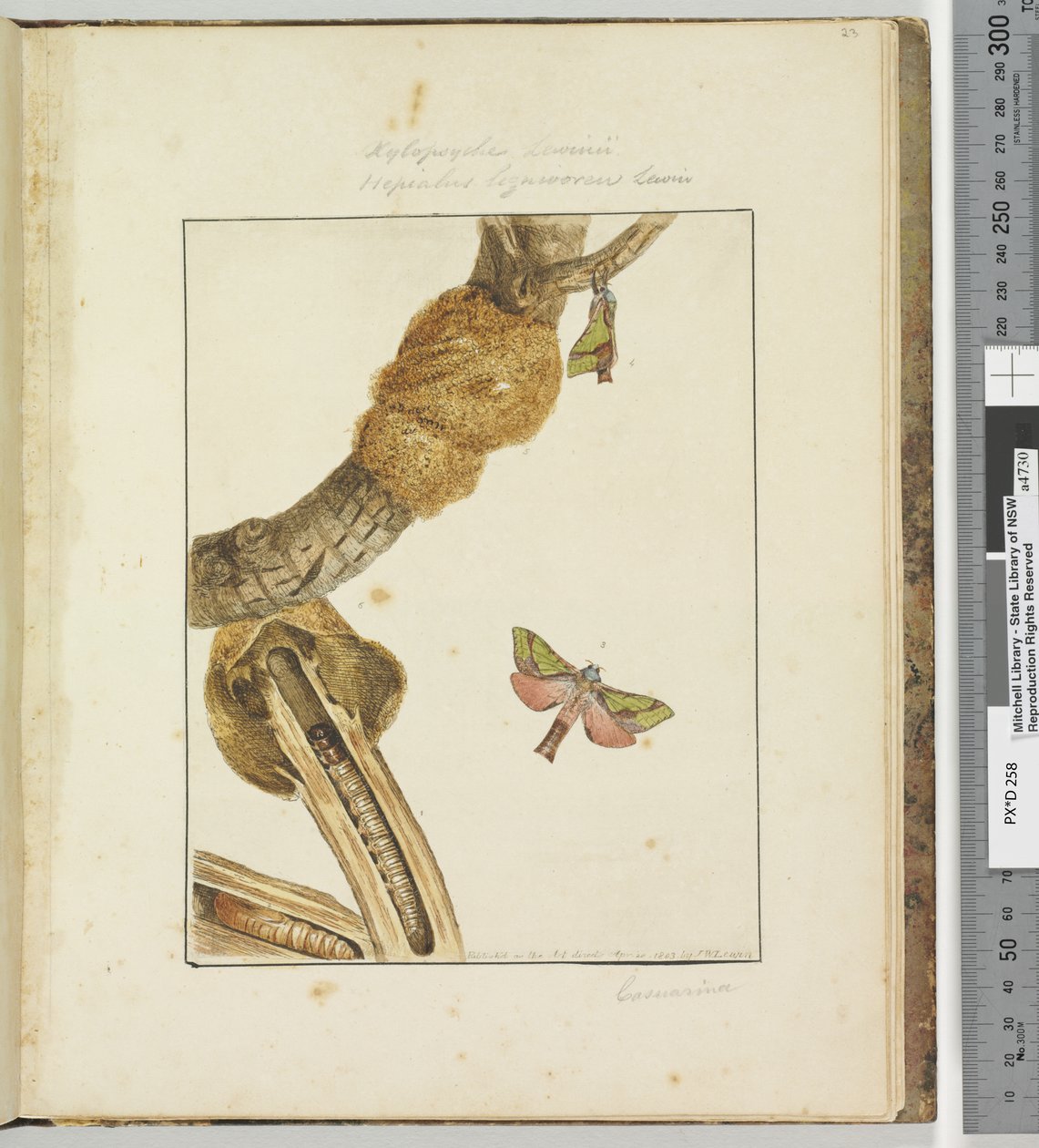 23. oldal 6. tábla Xylopsyche Lewinni Hepialus Ligniveren Lewin, 1803-04 (kézzel színezett rézkarcnyomatok) alkotó: John William Lewin