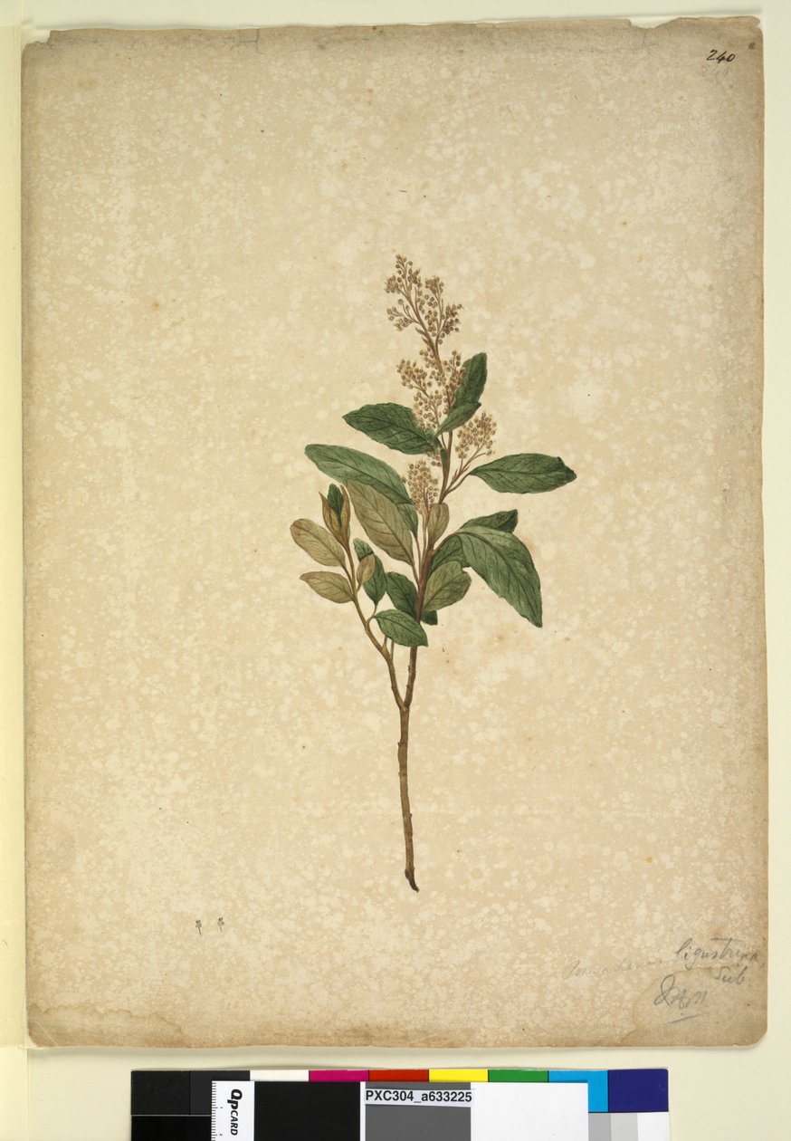 240. oldal Pomaderris ligustrina, c.1803-06 (wc, toll, tinta és ceruza) alkotó: John William Lewin