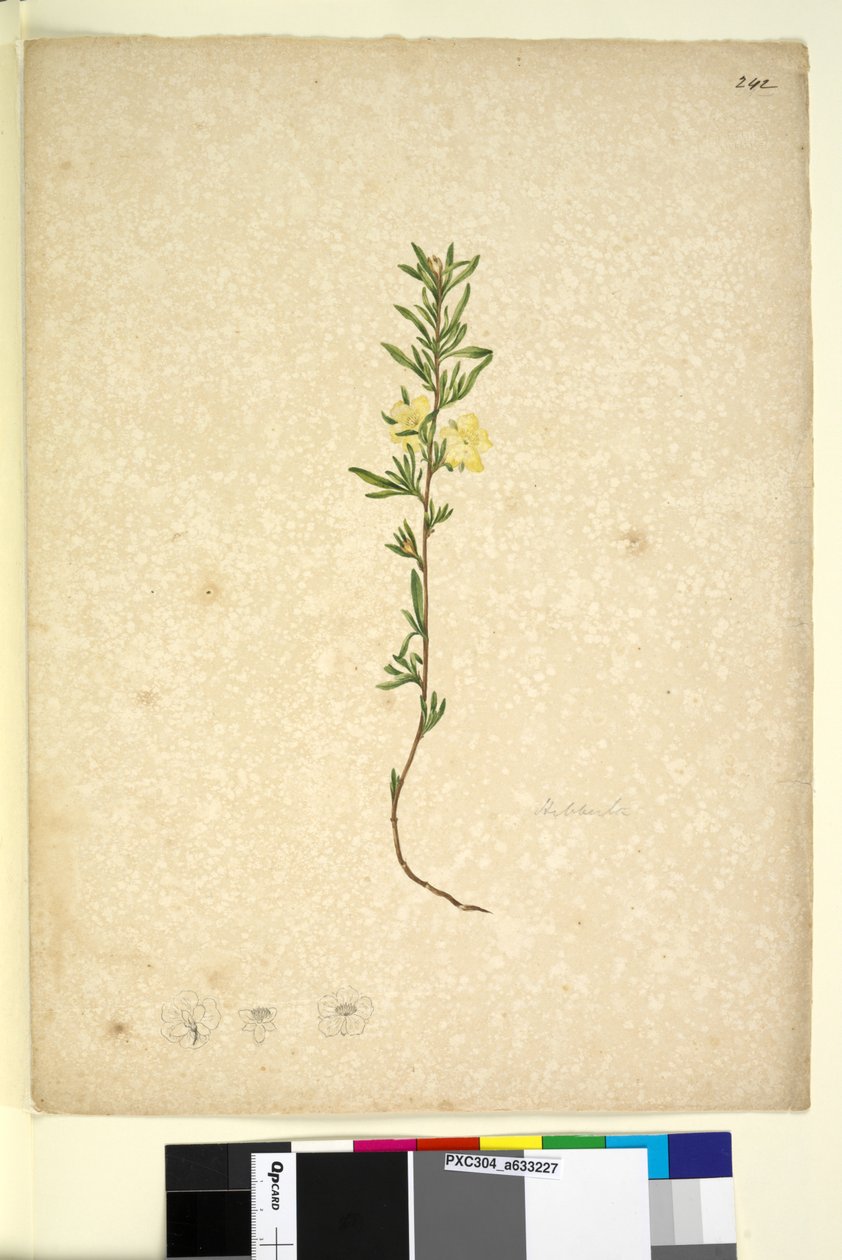 242. oldal Hibberta, c.1803-06 (wc, toll, tinta és ceruza) alkotó: John William Lewin