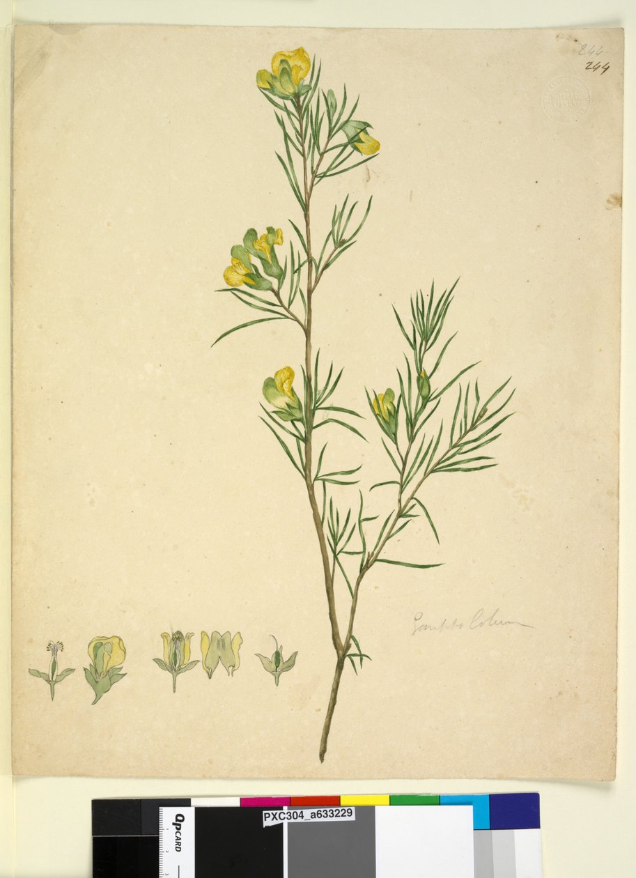 244. oldal Gompholobium, c.1803-06 (wc, toll, tinta és ceruza) alkotó: John William Lewin
