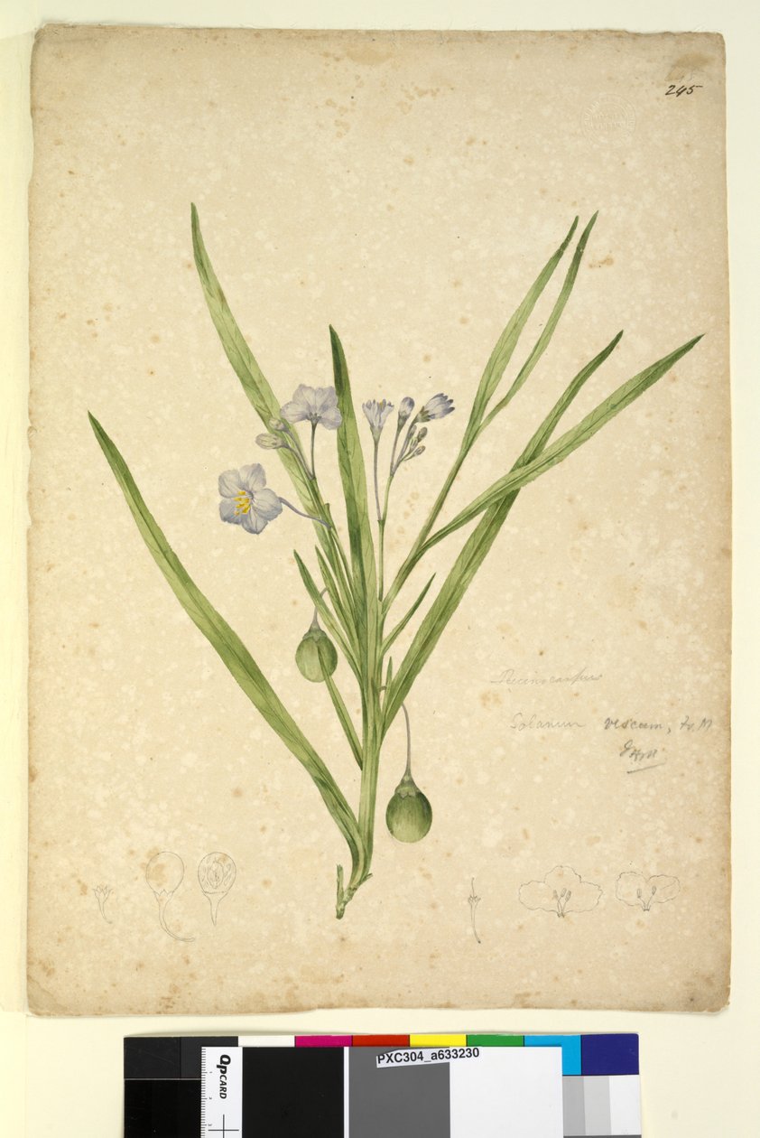 245. oldal Solanum vescum, c.1803-06 (wc, toll, tinta és ceruza) alkotó: John William Lewin