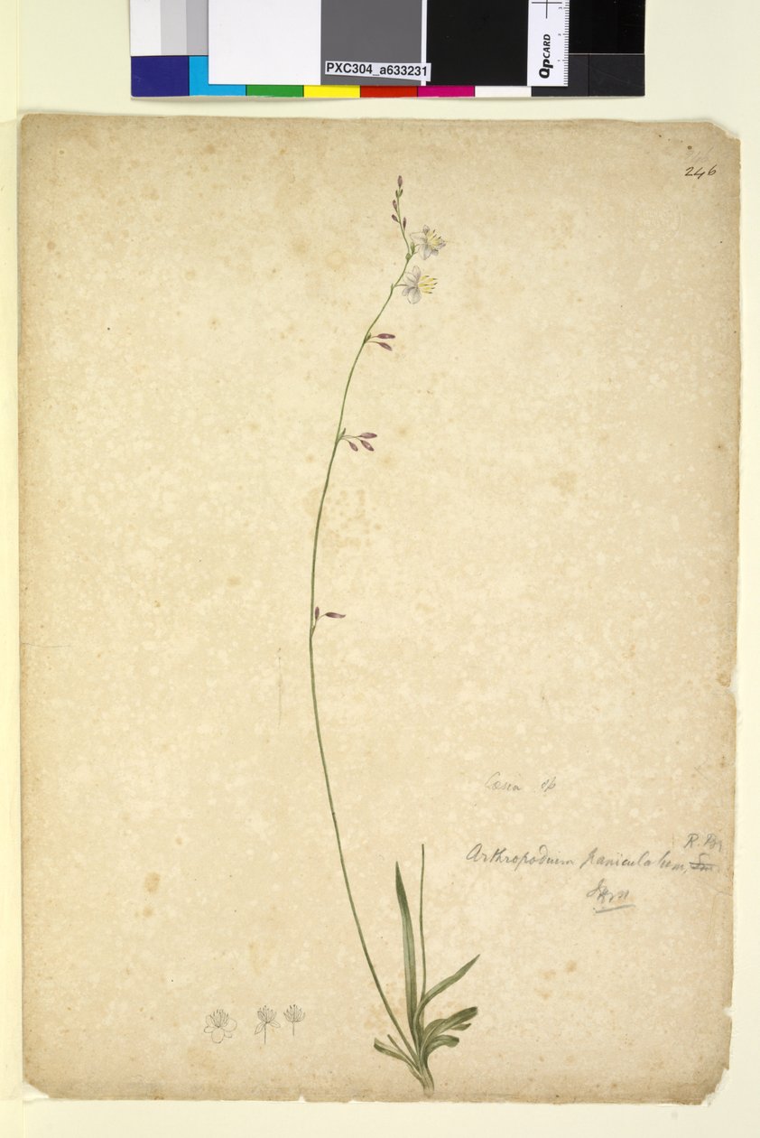 246. oldal Arthropodium paniculatum, c.1803-06 (wc, toll, tinta és ceruza) alkotó: John William Lewin
