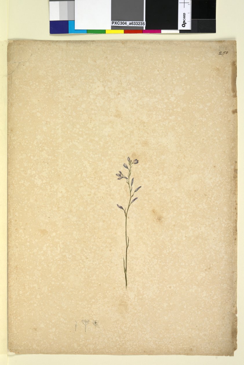 250. oldal. Azonosítatlan növény, 1803-06 körül (wc, toll, tinta és ceruza) alkotó: John William Lewin