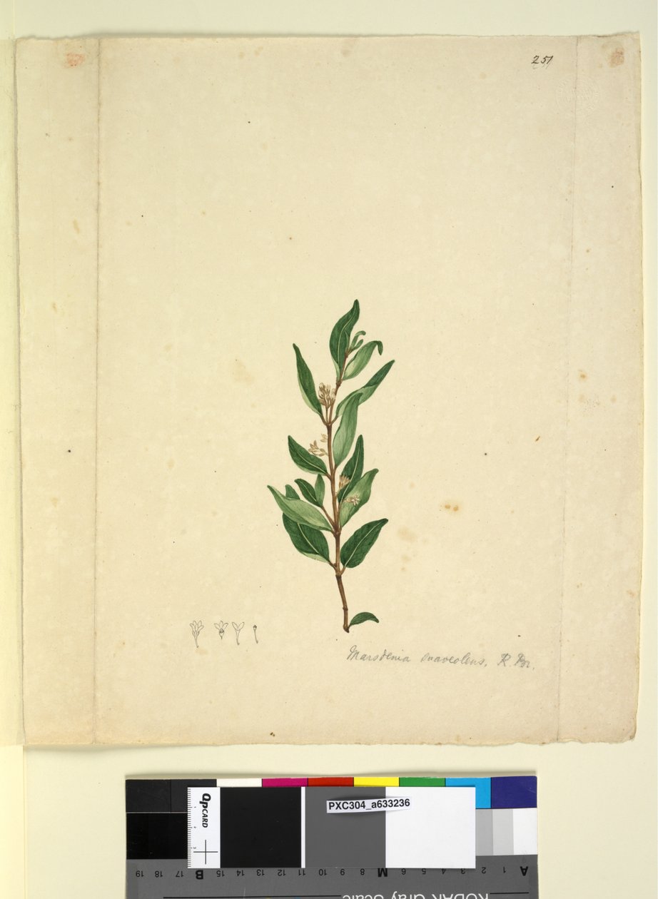 251. oldal Marsdenia suaveolens, c.1803-06 (wc, toll, tinta és ceruza) alkotó: John William Lewin