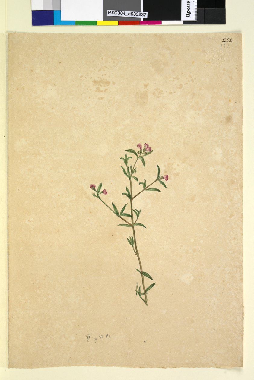 252. oldal. Azonosítatlan növény, 1803-06 körül (wc, toll, tinta és ceruza) alkotó: John William Lewin