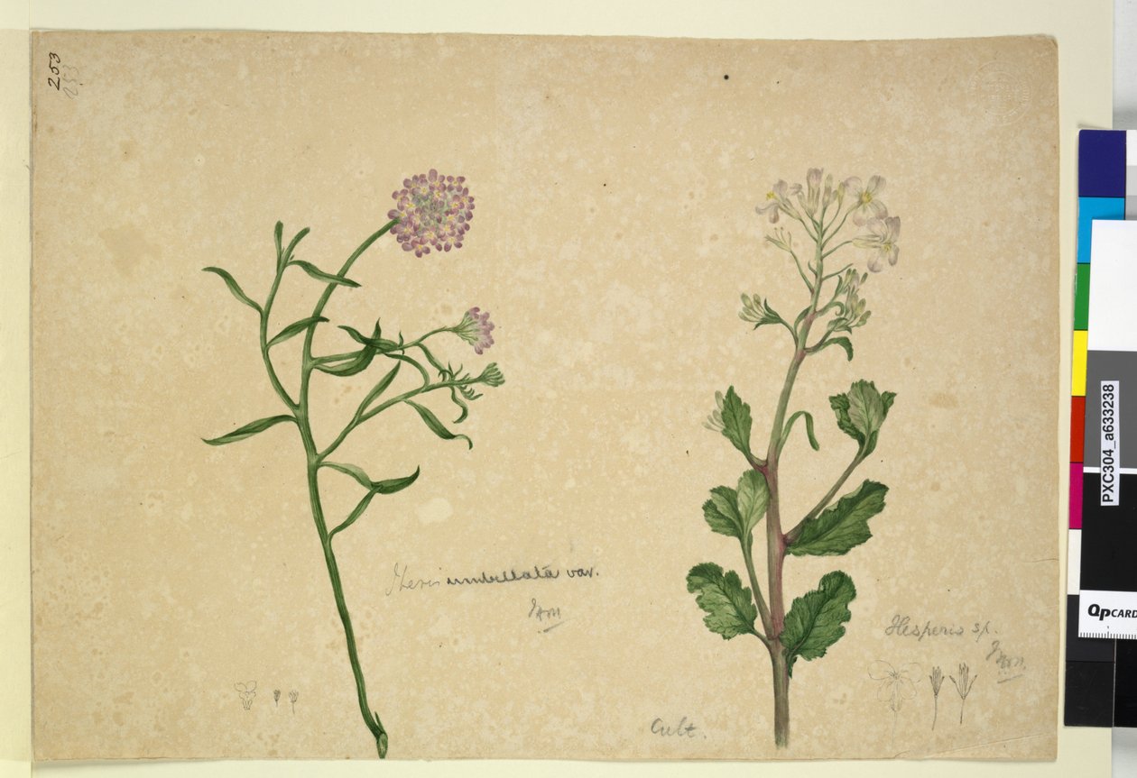 253. oldal. Iberis umbellata; Hesperis sp., c.1803-06 (wc, toll, tinta és ceruza) alkotó: John William Lewin