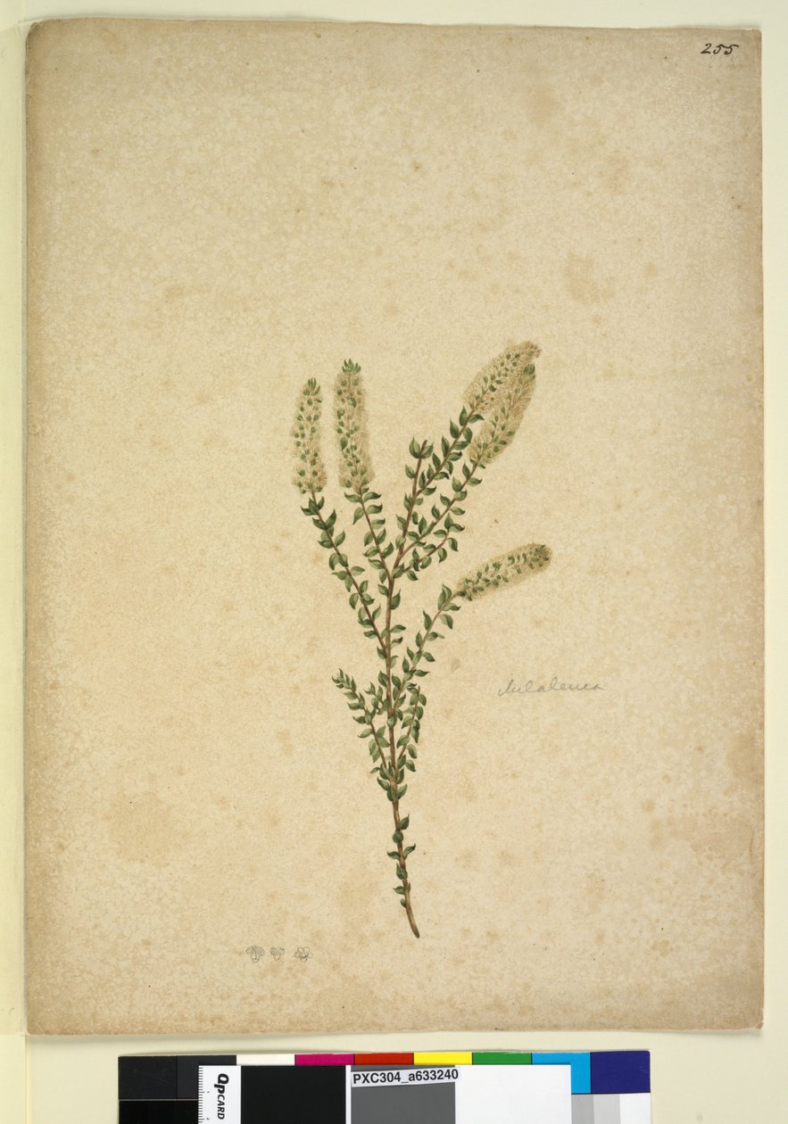 255. oldal Melaleuca, c.1803-06 (wc, toll, tinta és ceruza) alkotó: John William Lewin