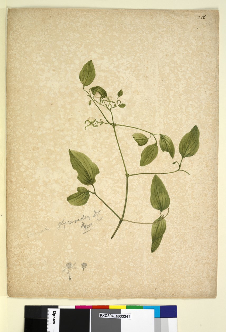 256. oldal. Clematis glycinoides, c.1803-06 (wc, toll, tinta és ceruza) alkotó: John William Lewin