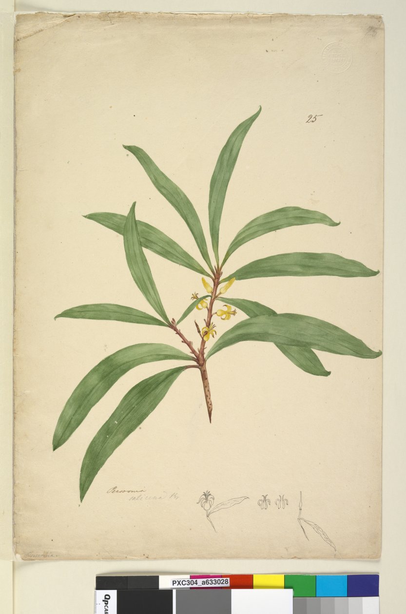 25. oldal Persoonia salicina, c.1803-06 (wc, toll, tinta és ceruza) alkotó: John William Lewin