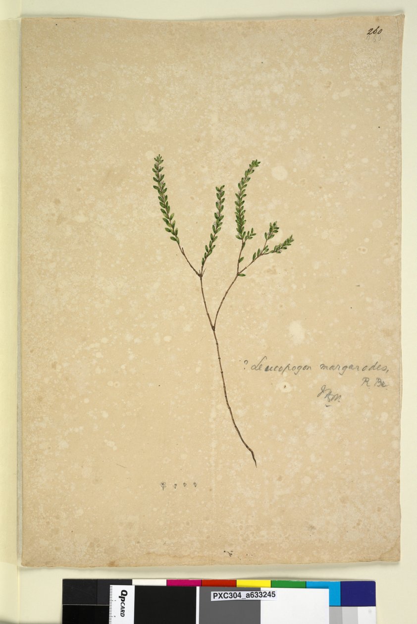 260. oldal Leucopogon margarodes, c.1803-06 (wc, toll, tinta és ceruza) alkotó: John William Lewin
