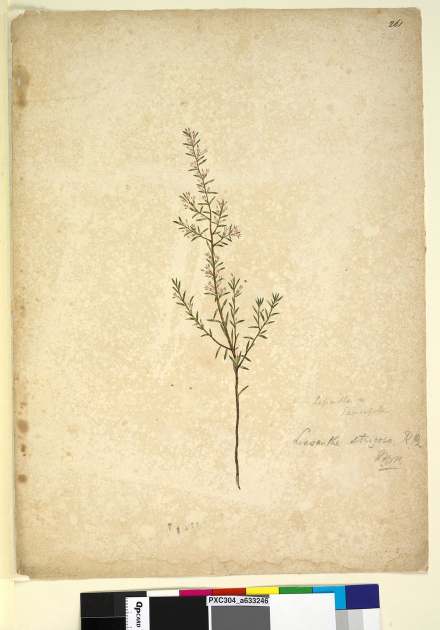261. oldal Lissanthe strigosa, 1803-2006 körül (wc, toll, tinta és ceruza) alkotó: John William Lewin