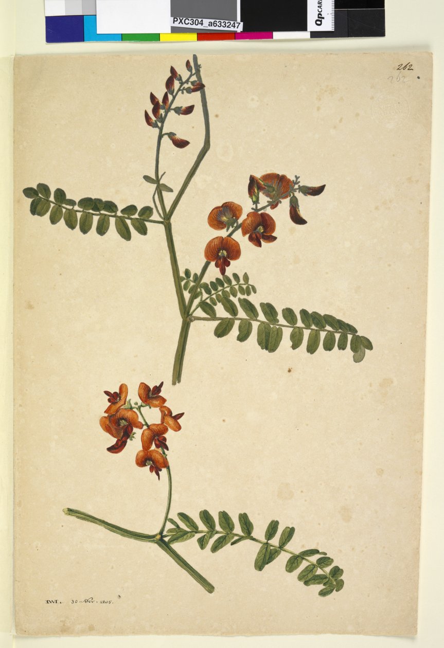 262. oldal Aláírás: I.W.L. 1805. november 30., 1803-1806 körül (wc, toll, tinta és ceruza) alkotó: John William Lewin
