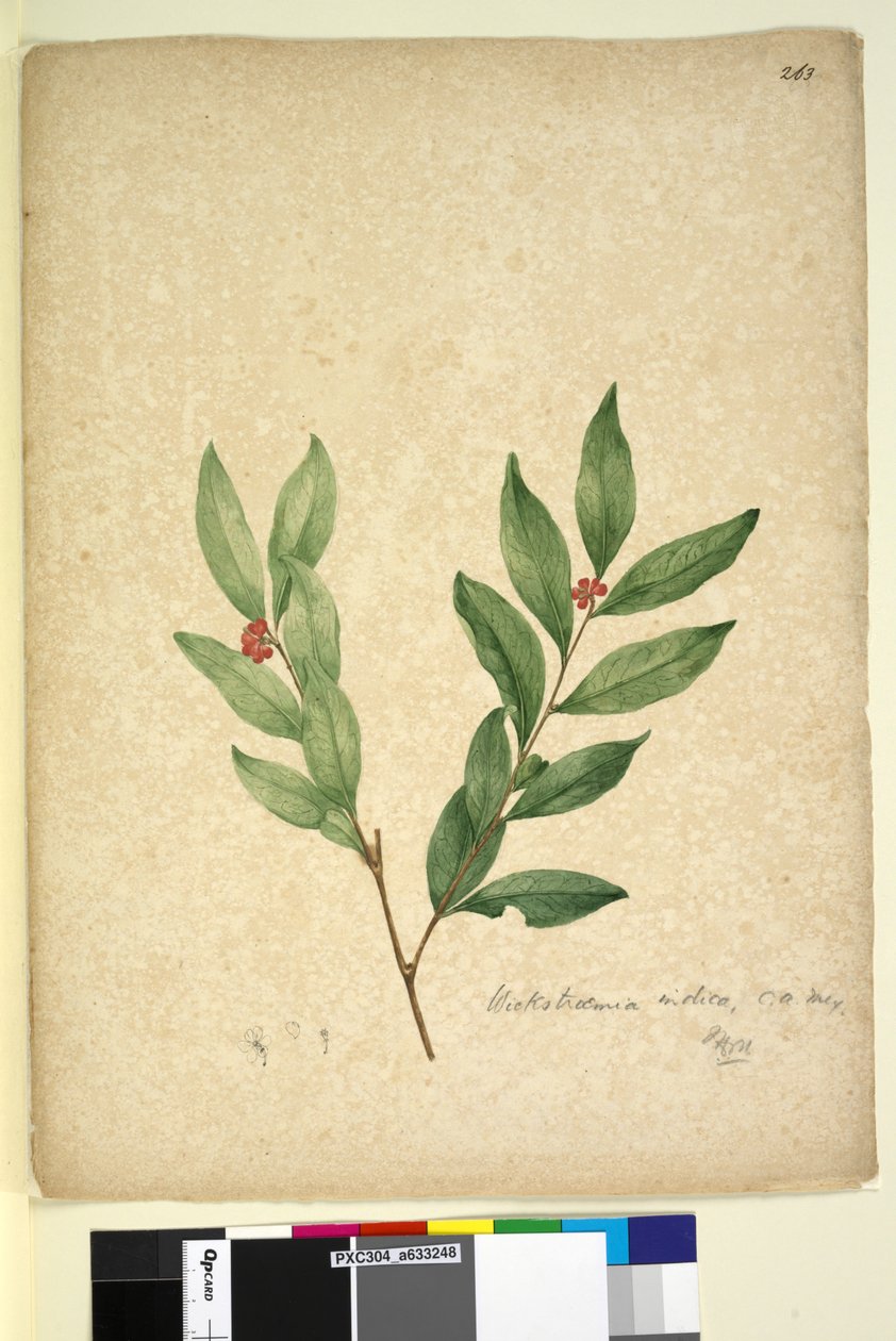 263. oldal Wikstroemia indica, c.1803-06 (wc, toll, tinta és ceruza) alkotó: John William Lewin
