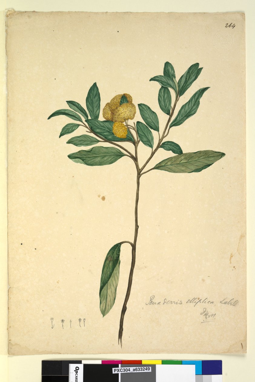 264. oldal Pomaderris elliptica, c.1803-06 (wc, toll, tinta és ceruza) alkotó: John William Lewin