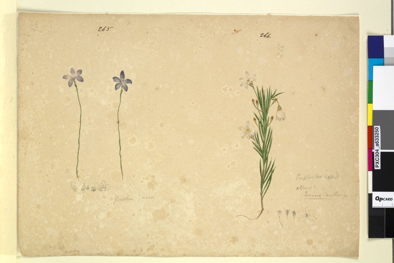 265. oldal Glossodia minor; 266. Ricinocarpus, 1803-2006 körül (wc, toll, tinta és ceruza) alkotó: John William Lewin