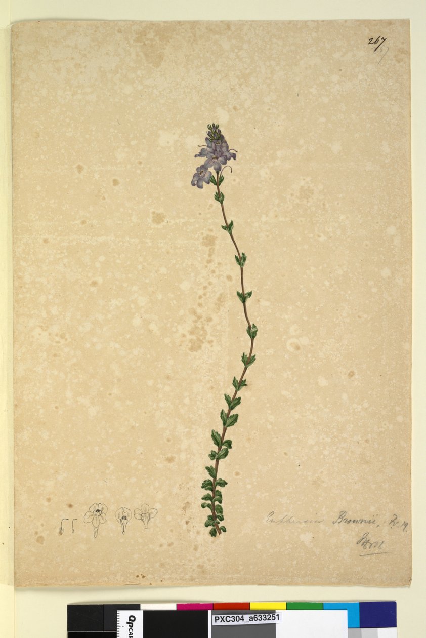 267. oldal Euphrasia brownii, 1803-06 körül (wc, toll, tinta és ceruza) alkotó: John William Lewin