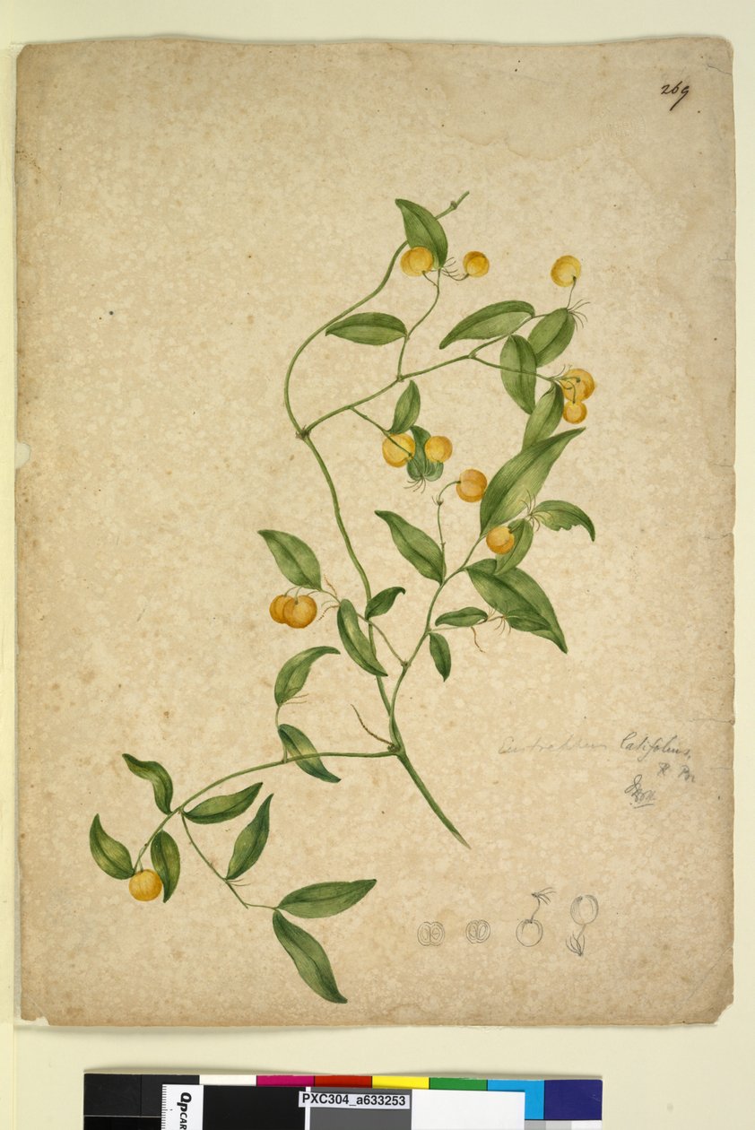 269. oldal Eustrephus latifolius, 1803-2006 körül (wc, toll, tinta és ceruza) alkotó: John William Lewin