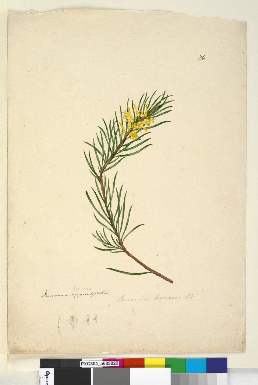 26. oldal Persoonia linearis, c.1803-06 (wc, toll, tinta és ceruza) alkotó: John William Lewin