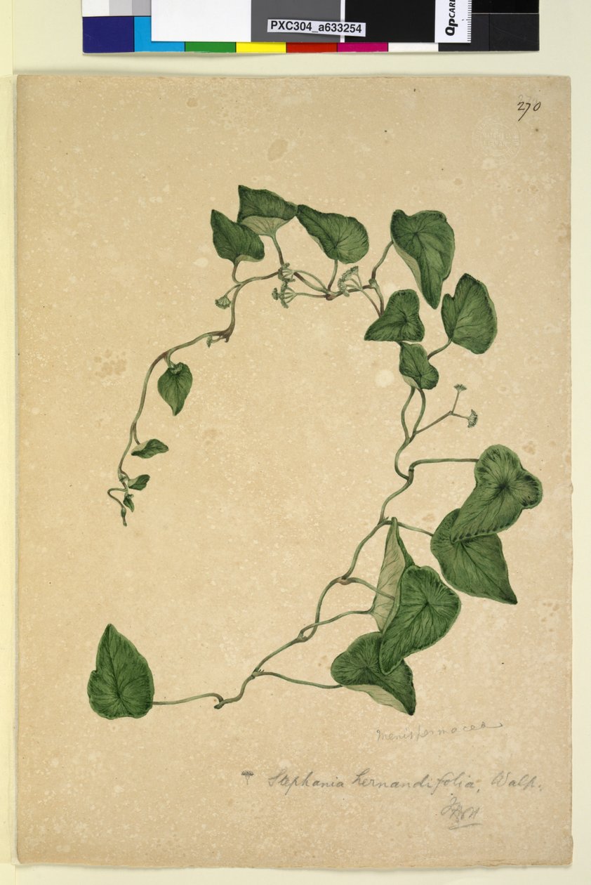270. oldal Stephania hernandiaefolia, 1803-2006 körül (wc, toll, tinta és ceruza) alkotó: John William Lewin