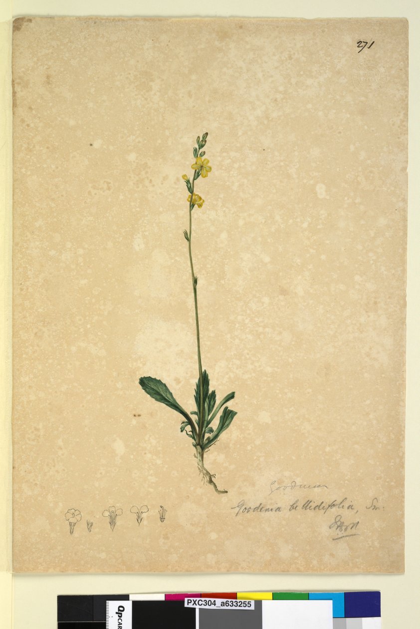 271. oldal Goodenia bellidifolia, c.1803-06 (wc, toll, tinta és ceruza) alkotó: John William Lewin