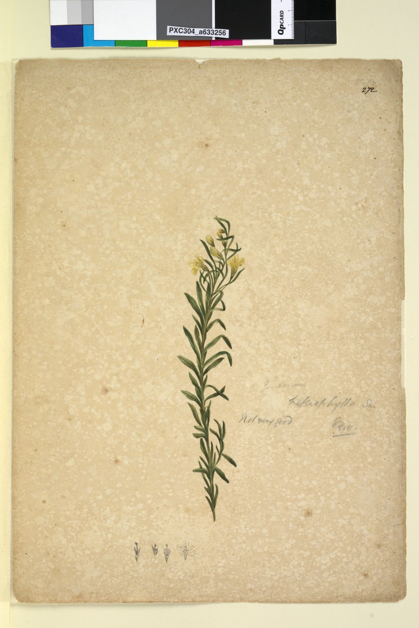 272. oldal Goodenia heterophylla, c.1803-06 (wc, toll, tinta és ceruza) alkotó: John William Lewin