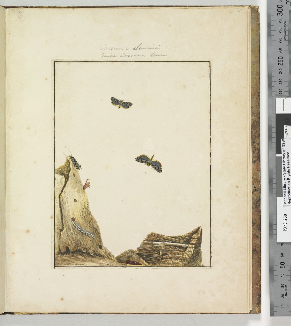 27. oldal. 7. tábla Cossuna Lewinii Tinea Cossuna Lewin, 1803-04 (kézzel színezett rézkarcnyomatok) alkotó: John William Lewin