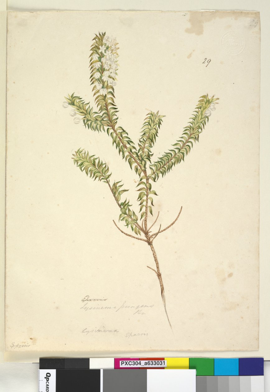 29. oldal Lysinema, c.1803-06 (wc, toll, tinta és ceruza) alkotó: John William Lewin