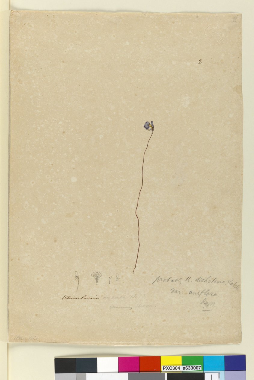 2. oldal. Utricularia dichotoma, 1803-06 körül (wc, toll, tinta és ceruza) alkotó: John William Lewin
