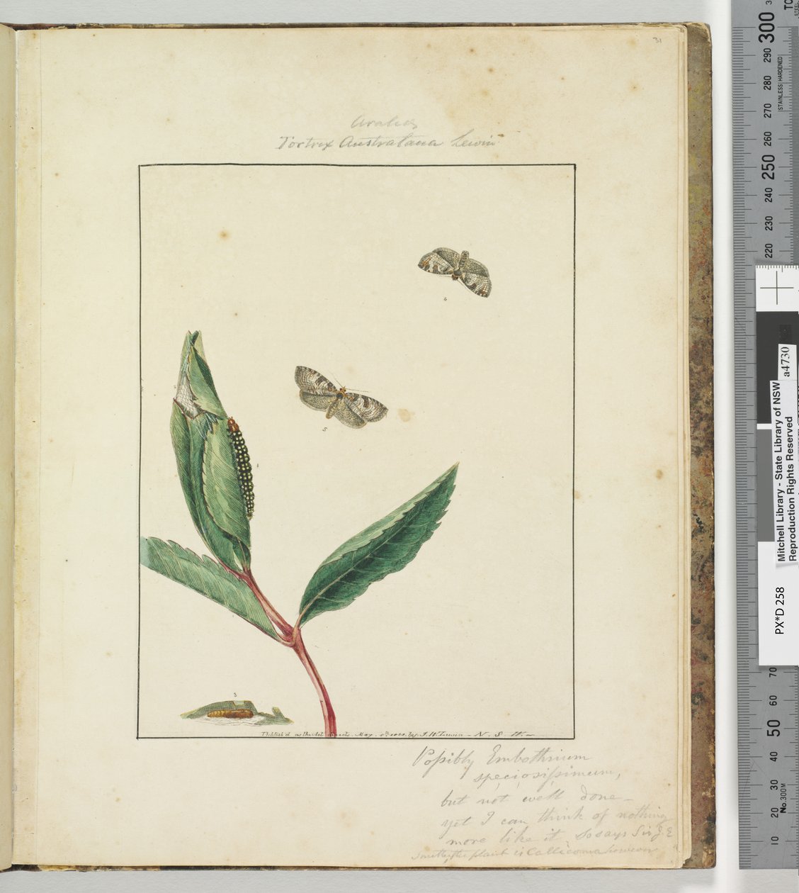 31. oldal. 8. tábla Ara.. Tortrix Australana Lewin, 1803-04 (kézzel színezett rézkarcnyomatok) alkotó: John William Lewin