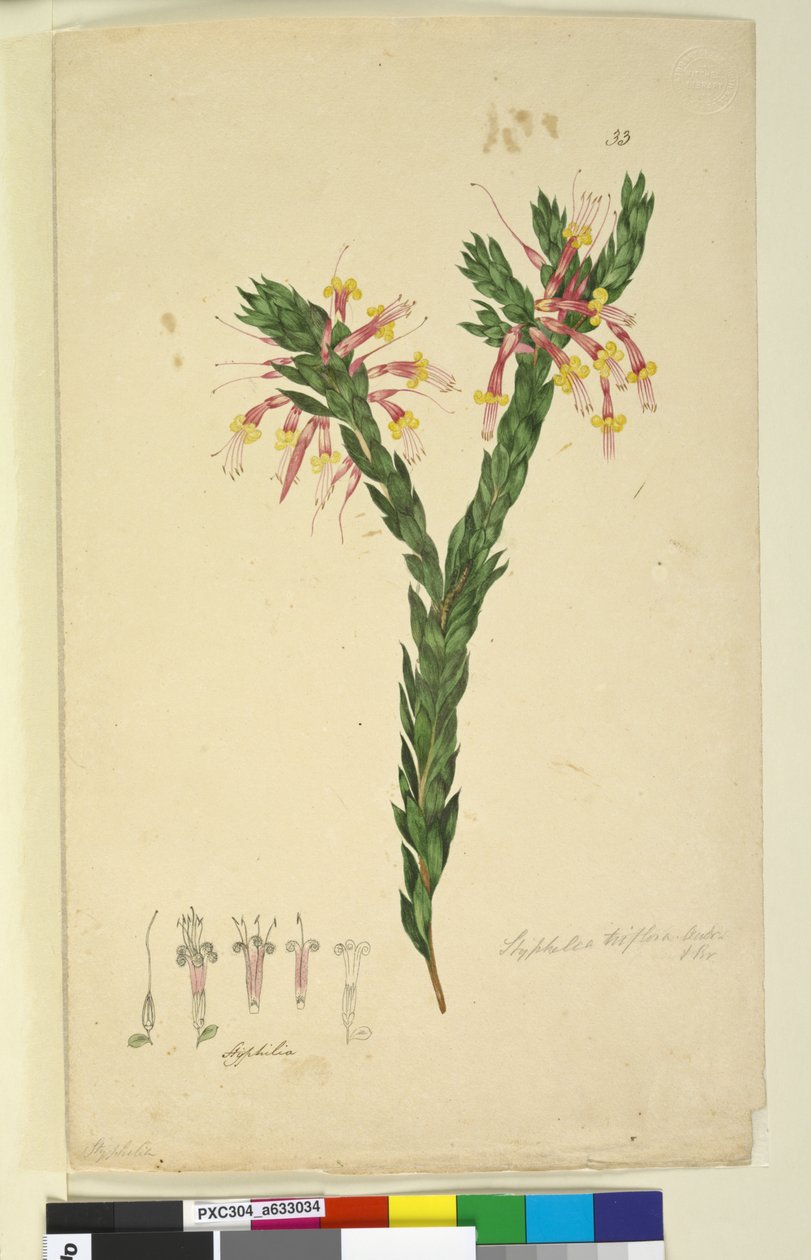 33. oldal Styphelia triflora, c.1803-06 (wc, toll, tinta és ceruza) alkotó: John William Lewin
