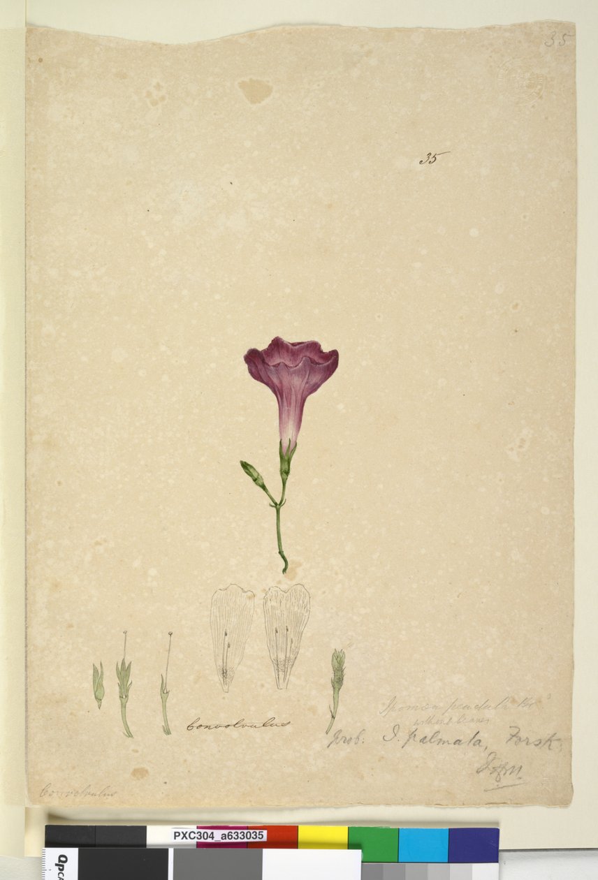 35. oldal Ipomoea palmata, c.1803-06 (wc, toll, tinta és ceruza) alkotó: John William Lewin