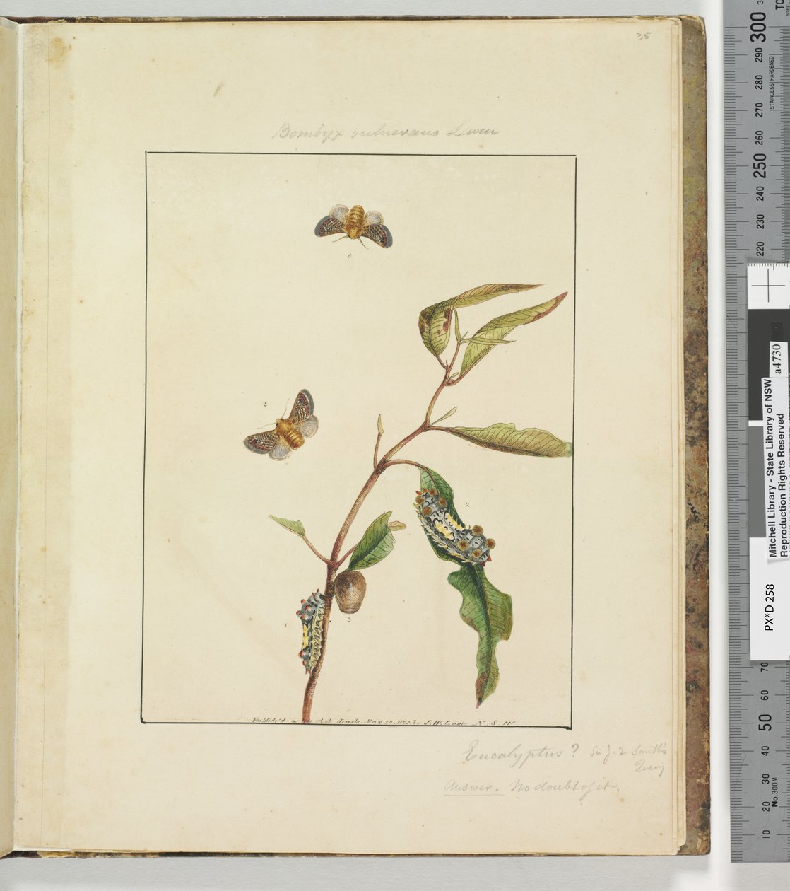 35. oldal. 9. tábla Bombyx Vulnerans Lewin, 1803-04 (kézzel színezett rézkarcnyomatok) alkotó: John William Lewin