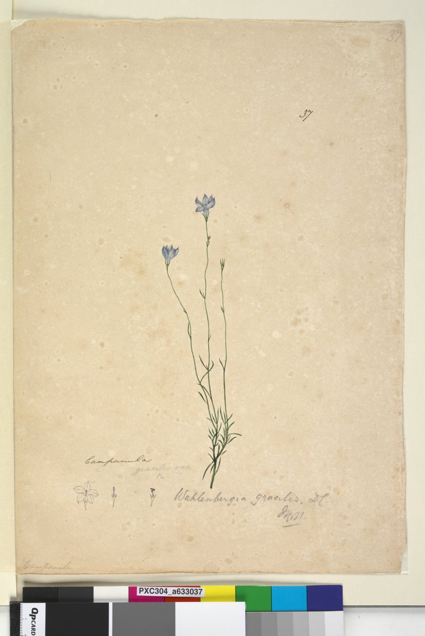 37. oldal Wahlenbergia gracilis, c.1803-06 (wc, toll, tinta és ceruza) alkotó: John William Lewin