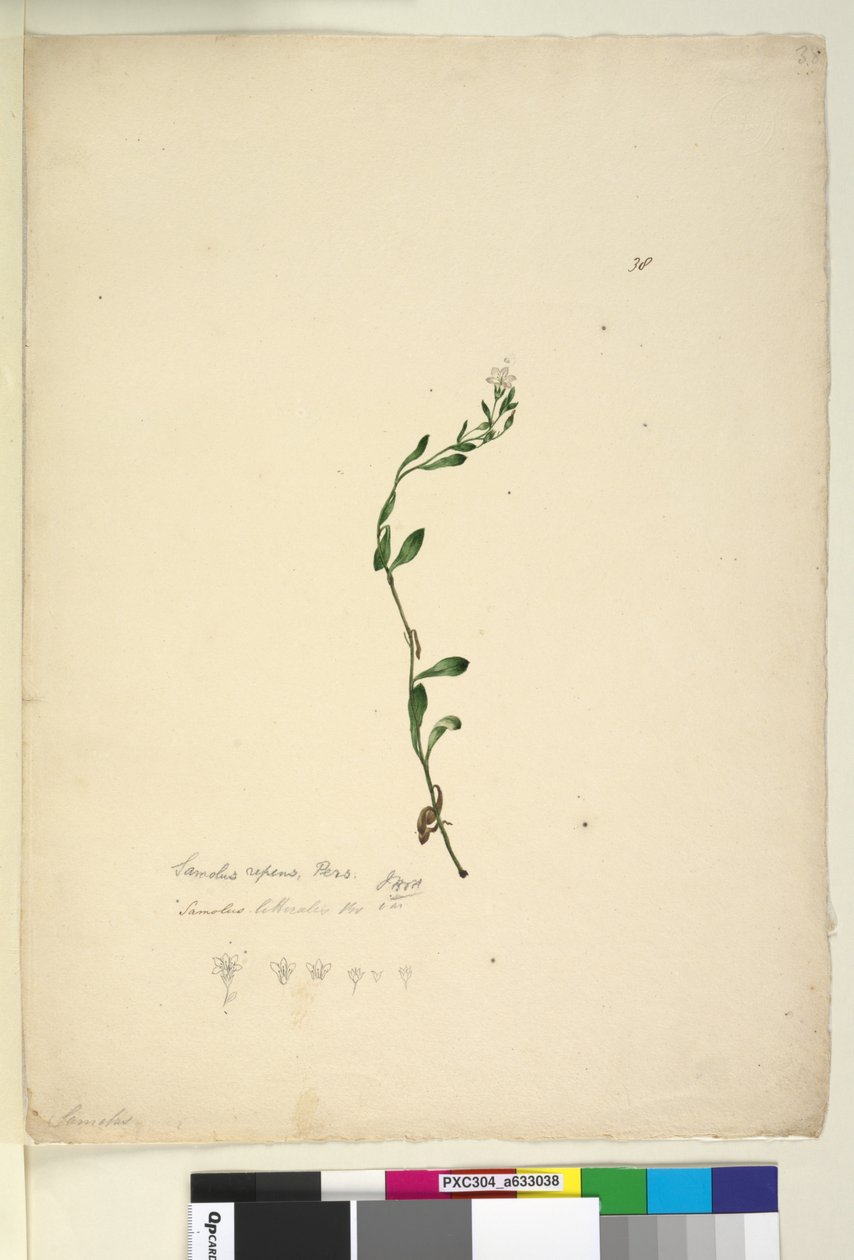 38. oldal Samolus repens, 1803-06 körül (wc, toll, tinta és ceruza) alkotó: John William Lewin