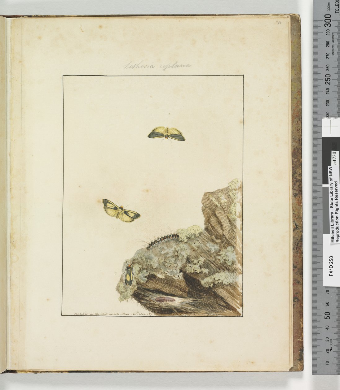39. oldal. 10. tábla Lithosa Replana, 1803-04 (kézzel színezett rézkarcnyomatok) alkotó: John William Lewin