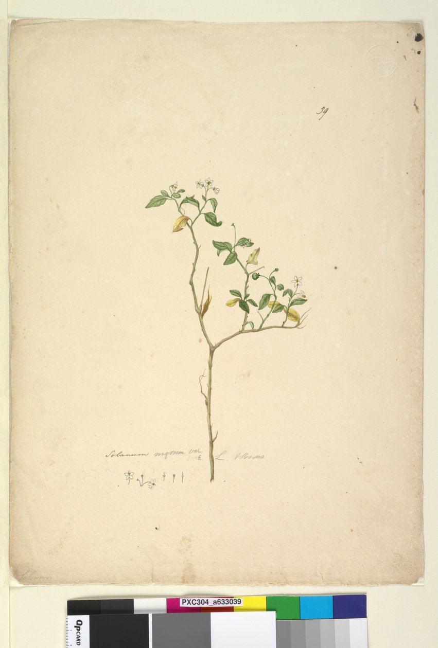 39. oldal Solanum nigrum, c.1803-06 (wc, toll, tinta és ceruza) alkotó: John William Lewin