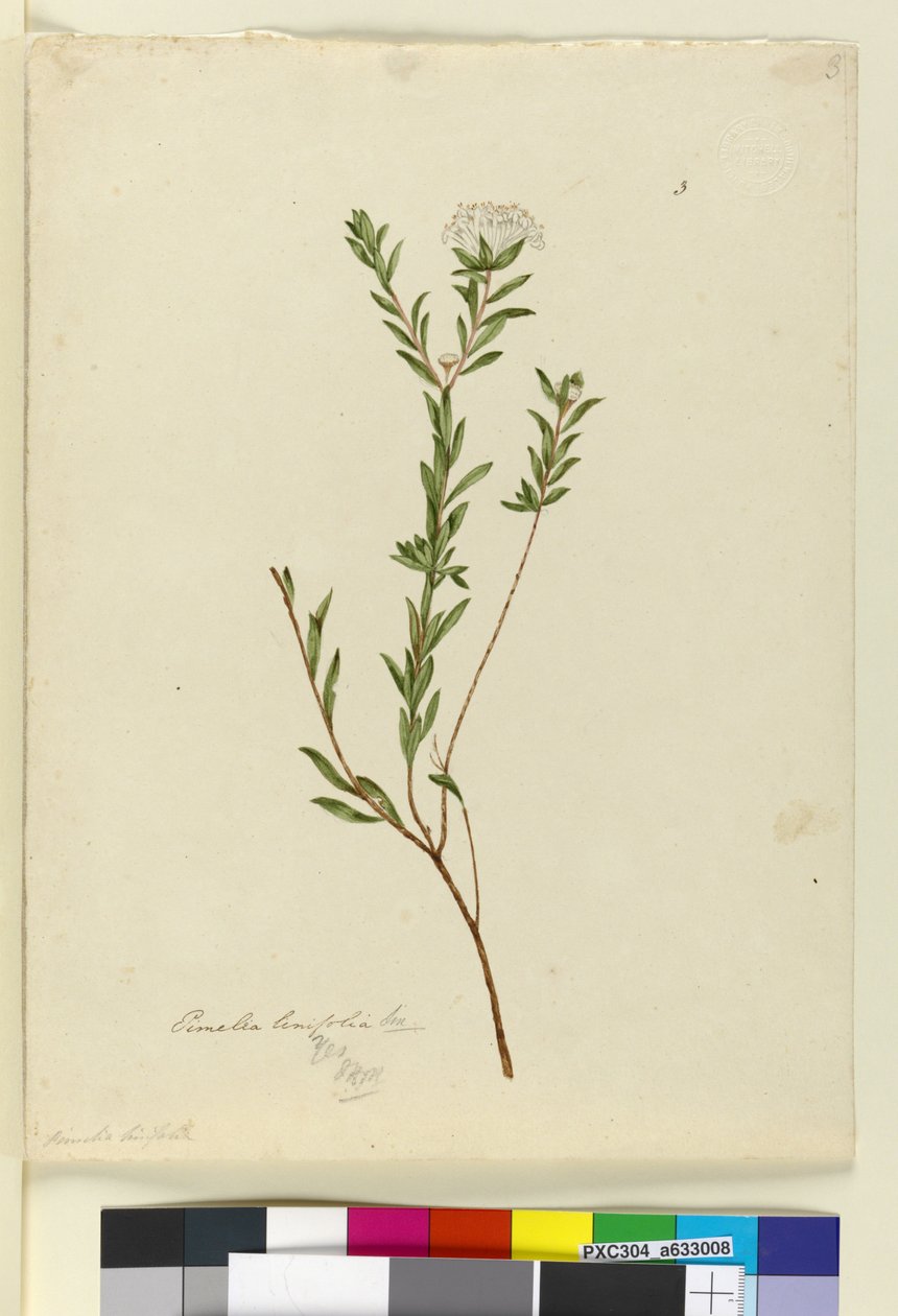 3. oldal Pimelea linifolia, c.1803-06 (wc, toll, tinta és ceruza) alkotó: John William Lewin