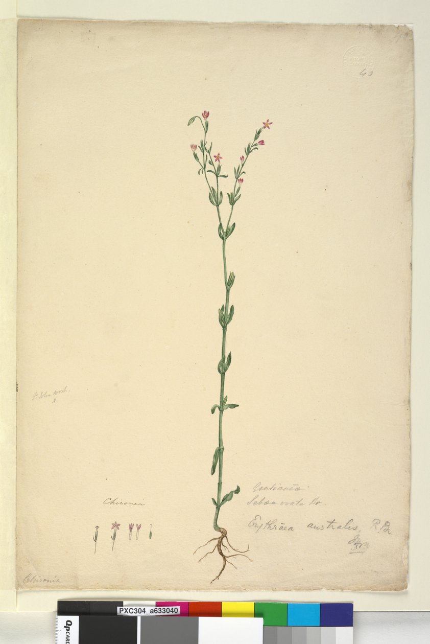 40. oldal Erythraea australis, c.1803-06 (wc, toll, tinta és ceruza) alkotó: John William Lewin
