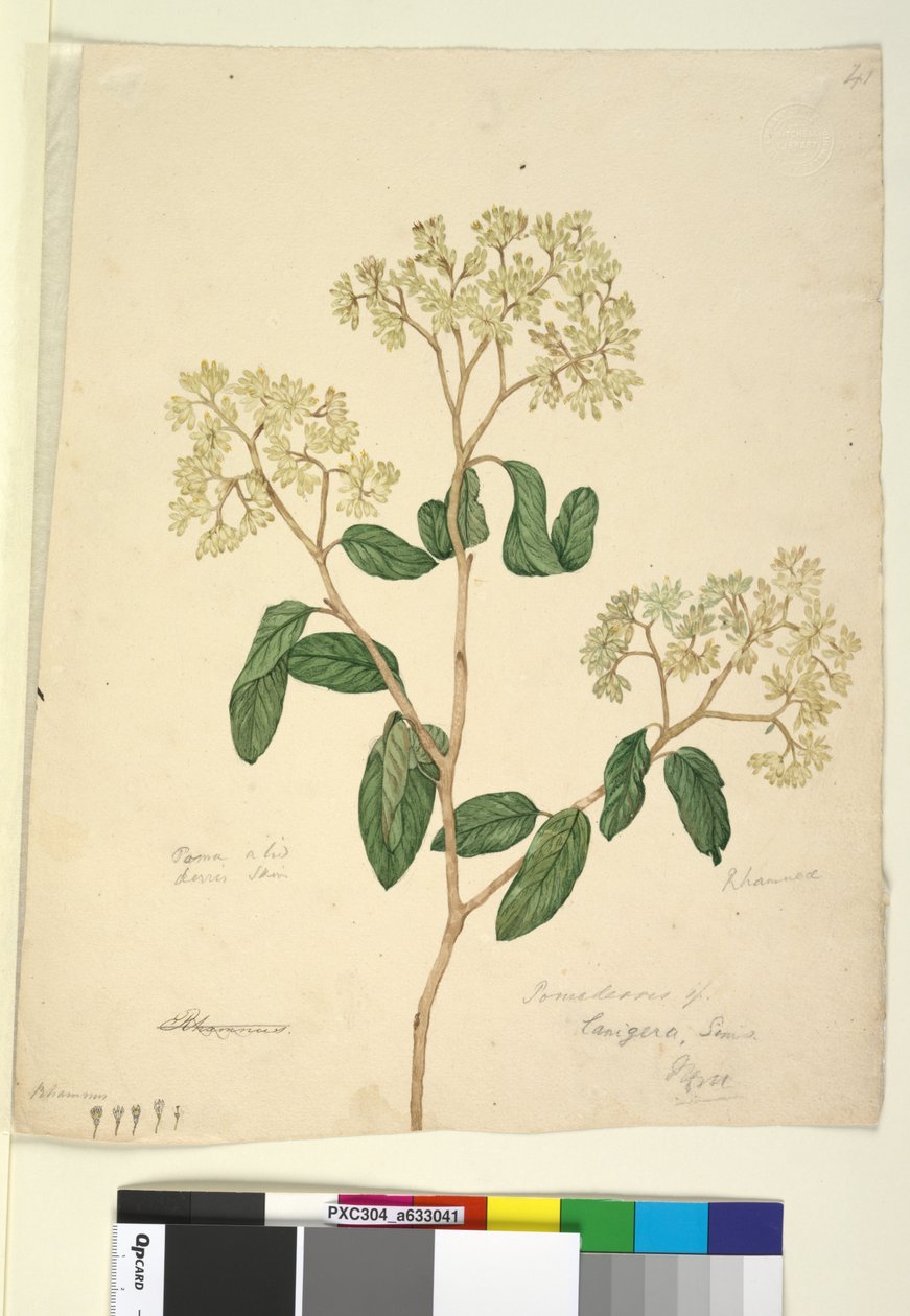 41. oldal Pomaderris laniera, 1803-06 körül (wc, toll, tinta és ceruza) alkotó: John William Lewin