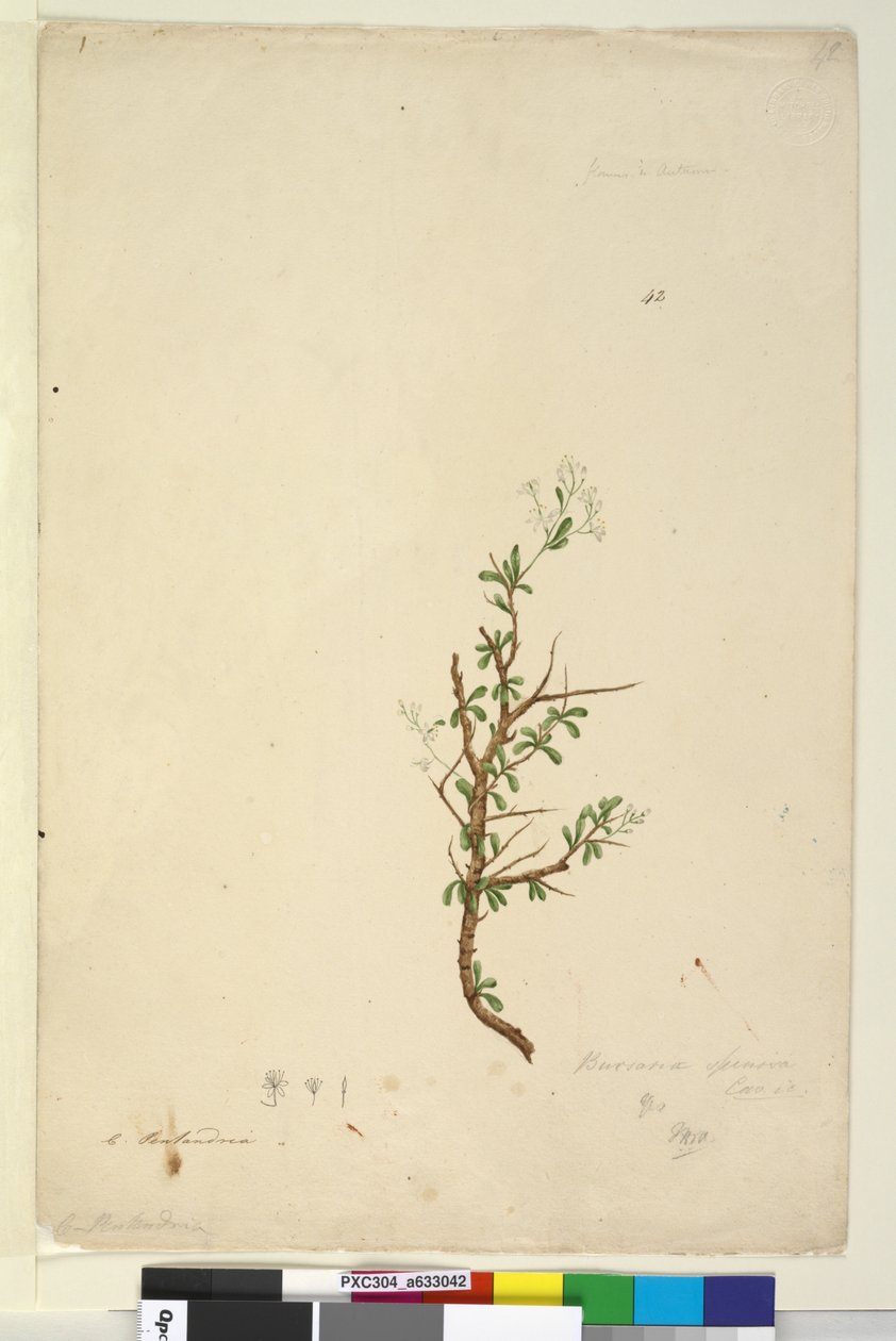42. oldal Bursaria spinosa, c.1803-06 (wc, toll, tinta és ceruza) alkotó: John William Lewin
