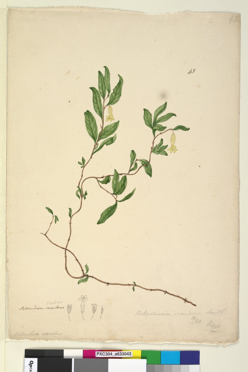 43. oldal Billardiera scandens, c.1803-06 (wc, toll, tinta és ceruza) alkotó: John William Lewin