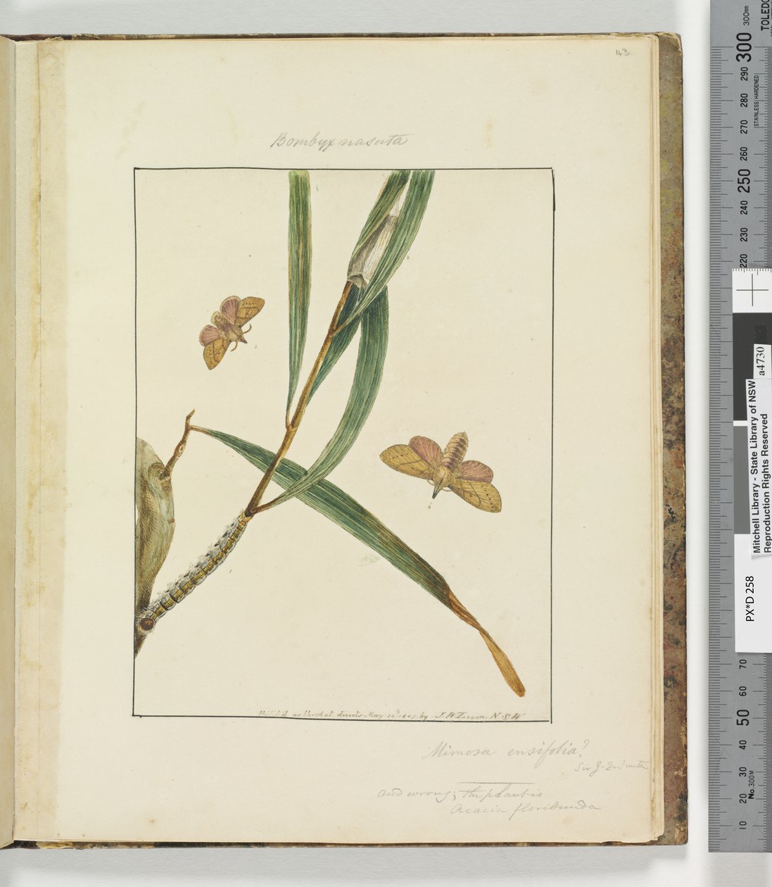 43. oldal. 11. tábla Bombyx Nasuta, 1803-04 (kézzel színezett rézkarcnyomatok) alkotó: John William Lewin